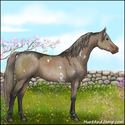 Horse Color:White Spotted Liver Red Dun Mushroom 