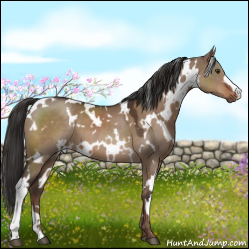 Horse Color:White Spotted Liver Red Dun 