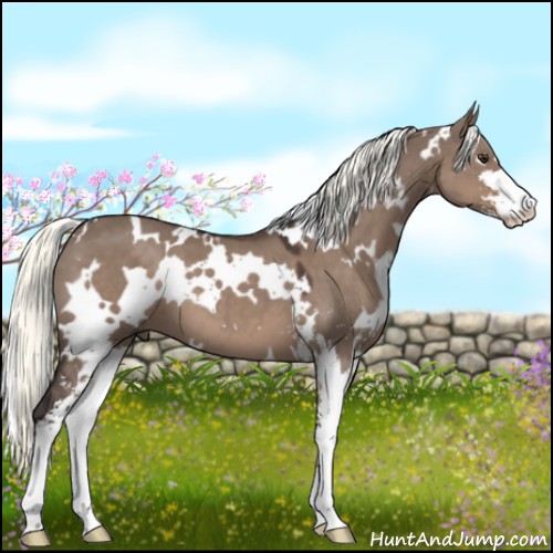 Horse Color:White Spotted Liver Red Dun Mushroom Sabino 