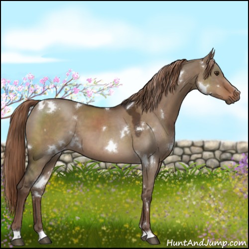 Horse Color:White Spotted Liver Red Dun 