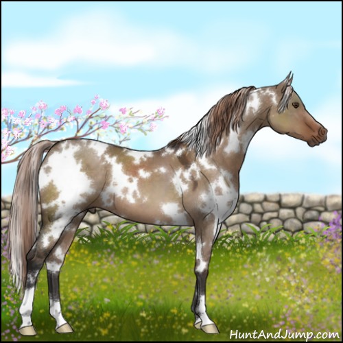 Horse Color:White Spotted Liver Red Dun 