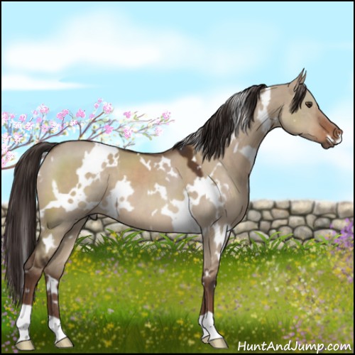 Horse Color:White Spotted Liver Red Dun 
