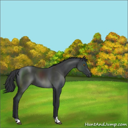 Horse Color:Black Sabino 