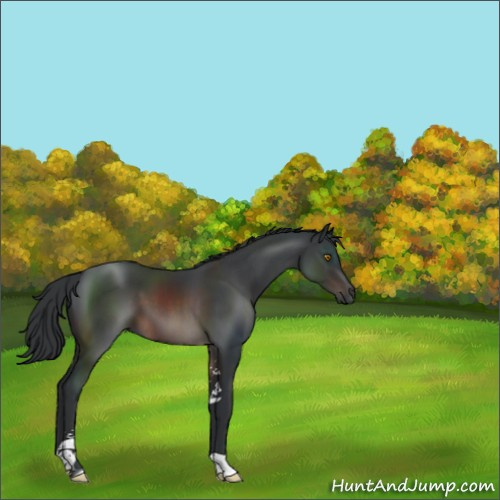 Horse Color:Brown Sabino 