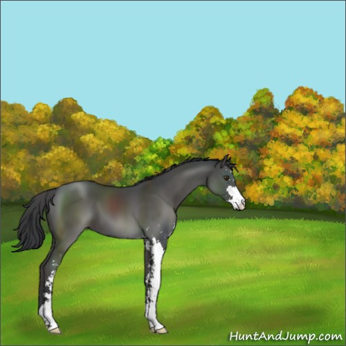 Horse Color:Black Sabino 