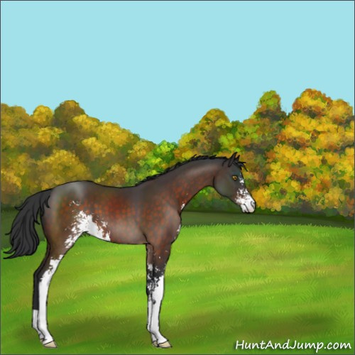 Horse Color:Brown Sabino 