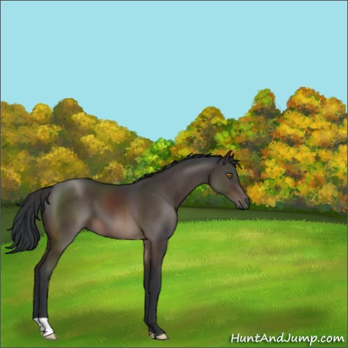 Horse Color:Brown 