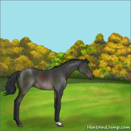 Horse Color:Brown 