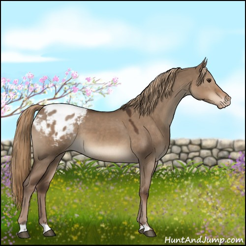 Horse Color:Liver Red Dun Appaloosa 