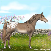 Horse Color:Liver Red Dun Appaloosa 