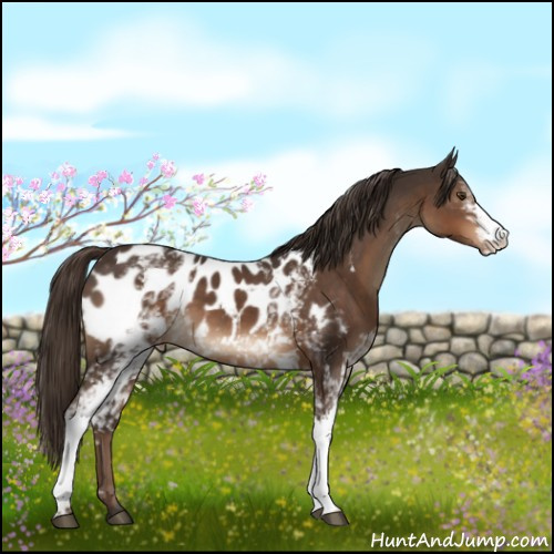 Horse Color:White Spotted Liver Chestnut Appaloosa 