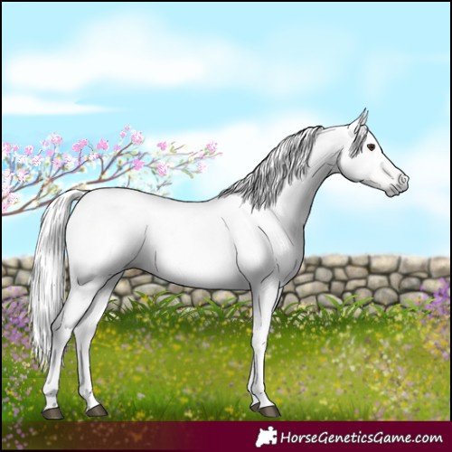 Horse Color:Gray White Spotted Liver Chestnut Mushroom Appaloosa 
