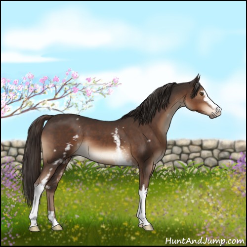 Horse Color:White Spotted Liver Chestnut Sabino 