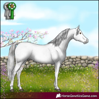 Horse Color:Gray White Spotted Liver Red Dun Appaloosa Rabicano 