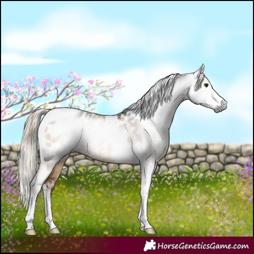 Horse Color:Gray White Spotted Liver Red Dun Tobiano Near Leopard Rabicano 