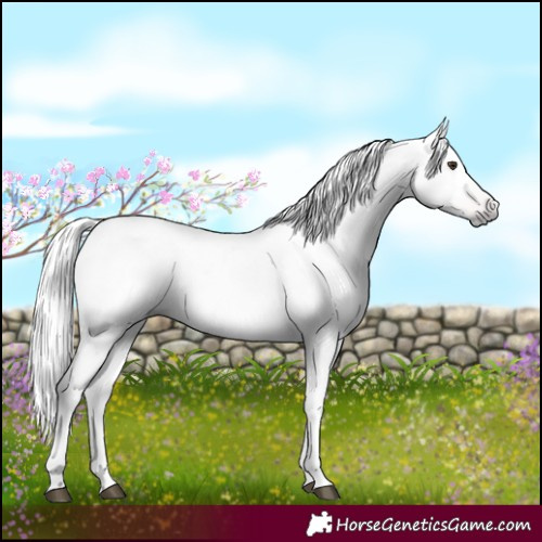 Horse Color:Gray White Spotted Liver Red Dun Appaloosa 