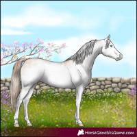 Horse Color:Gray White Spotted Gold Champagne Pearl Sabino Rabicano 