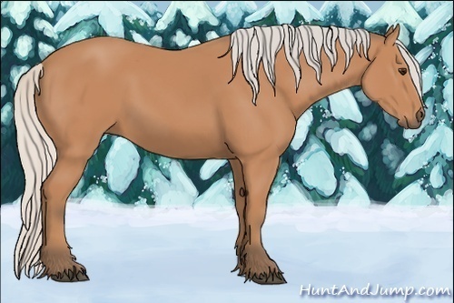 Horse Color:Unknown 
