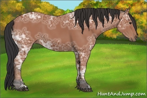 Horse Color:Bay Ice 