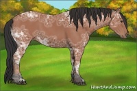 Horse Color:Bay Ice 