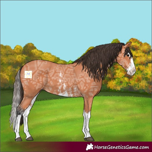 Horse Color:Bay Ice Sabino Splash 