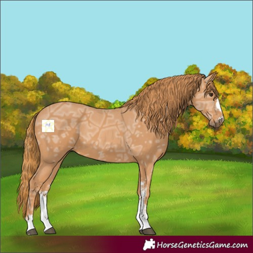 Horse Color:Chestnut Ice Sabino