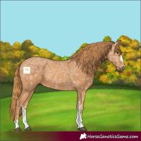 Horse Color:Chestnut Ice Sabino 