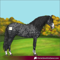 Horse Color:Black Ice 