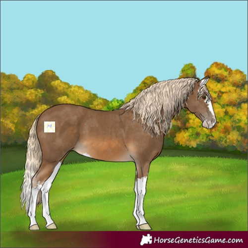 Horse Color:Chocolate Palomino Splash 