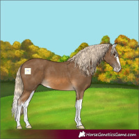 Horse Color:Chocolate Palomino Splash 