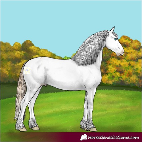 Horse Color:Chestnut Splash Appaloosa 