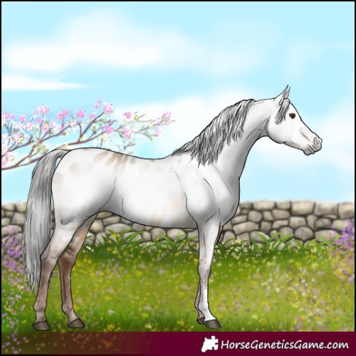 Horse Color:Gray Liver Red Dun Sabino Appaloosa 