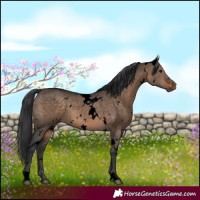 Horse Color:Void White Spotted Brown Dun 