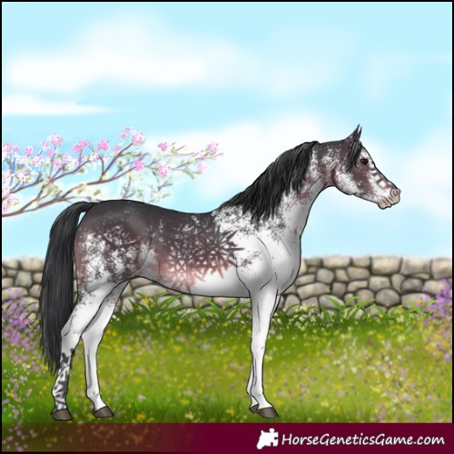 Horse Color:White Spotted Brown 