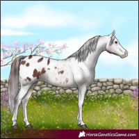 Horse Color:White Spotted Brown Dun Blanket 