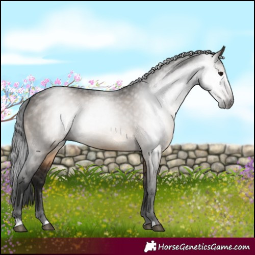 Horse Color:Gray Brown Dun 