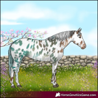 Horse Color:Liver Red Dun Near Leopard 