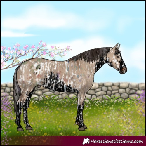 Horse Color:Nacre White Spotted Liver Red Dun Near Leopard Rabicano  and Void White Spotted Liver Red Dun Rabicano 