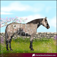 Horse Color:Nacre White Spotted Liver Red Dun Appaloosa Rabicano  and Void White Spotted Liver Red Dun Rabicano 