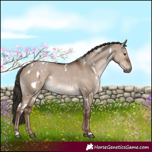 Horse Color:White Spotted Liver Red Dun Rabicano 