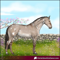 Horse Color:White Spotted Liver Red Dun Rabicano 