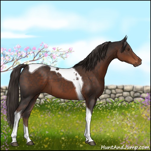 Horse Color:Liver Chestnut Tobiano 