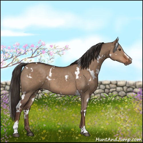 Horse Color:White Spotted Liver Red Dun Sabino 