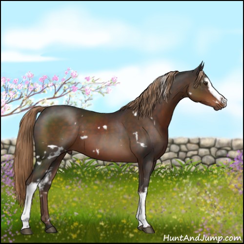 Horse Color:White Spotted Liver Chestnut 