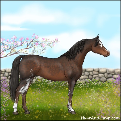 Horse Color:White Spotted Liver Chestnut 