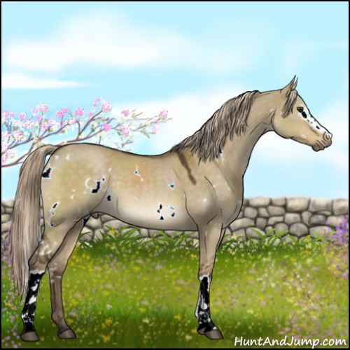 Horse Color:White Spotted Chocolate Palomino Dun 