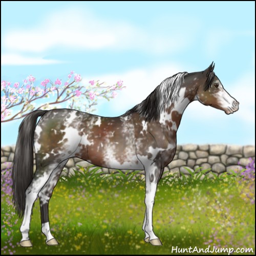 Horse Color:White Spotted Liver Chestnut Appaloosa 