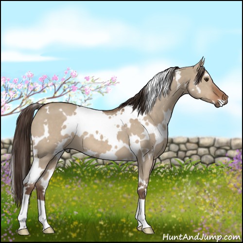 Horse Color:White Spotted Liver Red Dun 
