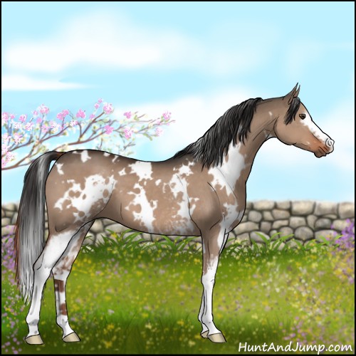 Horse Color:White Spotted Liver Red Dun 