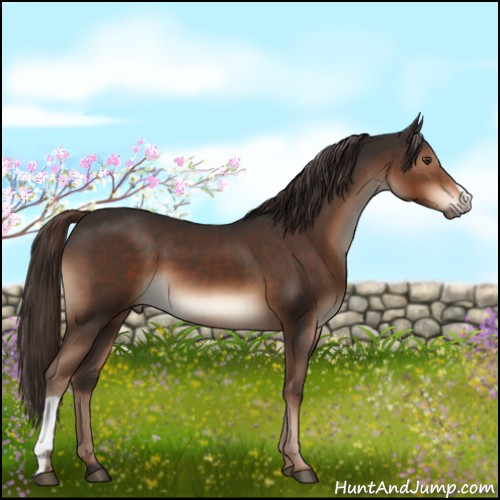 Horse Color:Liver Chestnut 